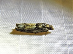 Pseudexentera hodsoni