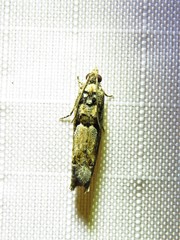 Pseudexentera hodsoni