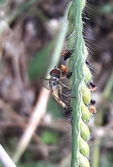 Toxomerus pulchellus