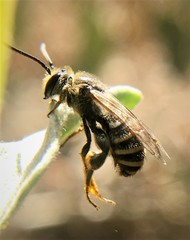 Acunomia