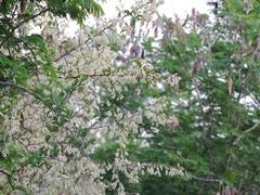 Podopterus mexicanus