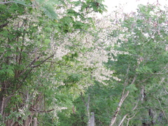 Podopterus mexicanus