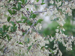 Podopterus mexicanus