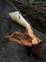 Phallus haitangensis