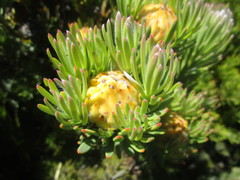 Leucadendron dregei