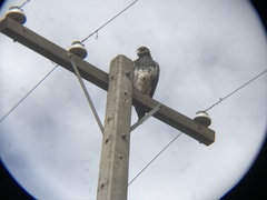 Geranoaetus melanoleucus australis