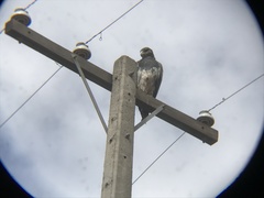 Geranoaetus melanoleucus australis