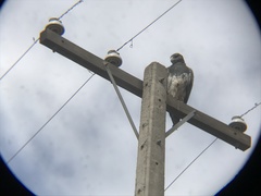Geranoaetus melanoleucus australis