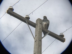 Geranoaetus melanoleucus australis