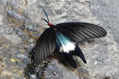 Histia flabellicornis