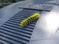Leucanella viridescens