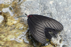 Histia flabellicornis