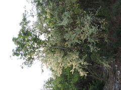 Podopterus mexicanus