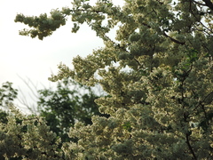 Podopterus mexicanus