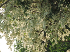 Podopterus mexicanus