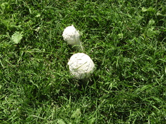 Amanita foetens