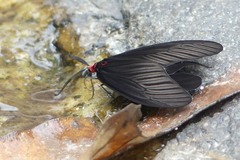 Histia flabellicornis