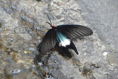 Histia flabellicornis