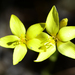Sebaea natalensis - Photo (c) peterwebb, μερικά δικαιώματα διατηρούνται (CC BY-NC), uploaded by peterwebb