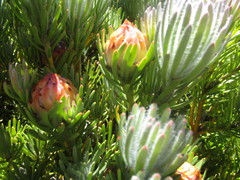 Leucadendron dregei