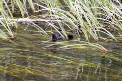 Gallinula chloropus