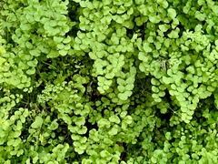 Adiantum jordanii image