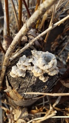 Trametes