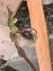 Chiloglottis seminuda