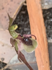 Chiloglottis seminuda