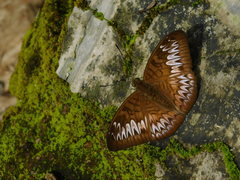 Tanaecia palguna