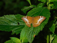 Tanaecia palguna