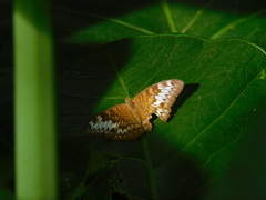 Tanaecia palguna
