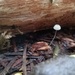 Mycena aciculata - Photo (c) Josh Grefe, some rights reserved (CC BY-NC), uploaded by Josh Grefe