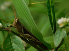 Stenocatantops cornelii