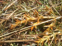 Aciphylla hookeri