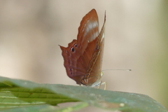 Abisara echerius
