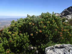 Leucadendron dregei