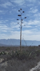 Agave asperrima