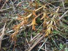 Aciphylla hookeri