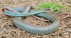 Masticophis schotti ruthveni