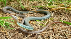 Masticophis schotti ruthveni