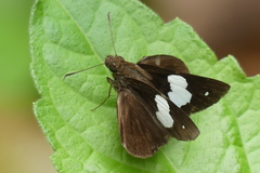 Notocrypta paralysos