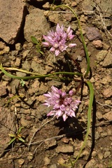 Allium tolmiei