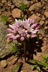 Allium tolmiei