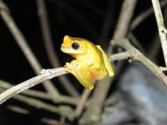 Dendropsophus arndti
