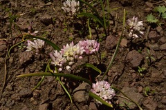 Allium tolmiei