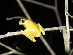 Dendropsophus arndti