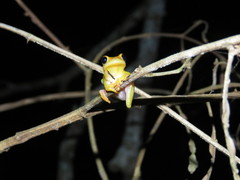 Dendropsophus arndti