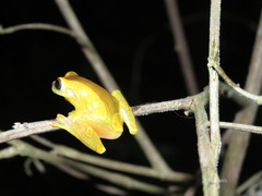 Dendropsophus arndti