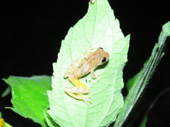Dendropsophus nanus